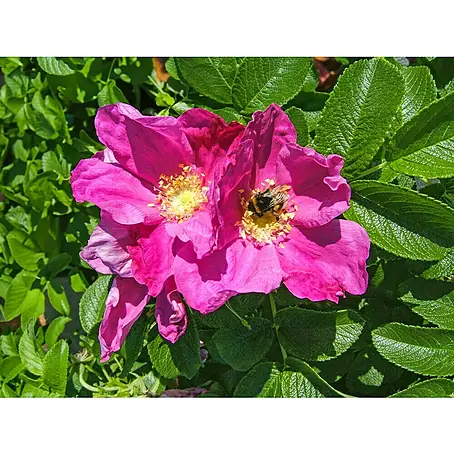 Piardino  Strauchrose