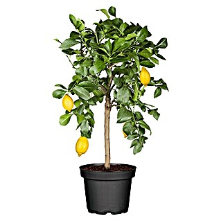 Piardino Zitronenbaum mit Früchten (Citrus limon, Topfvolumen: 24 l)