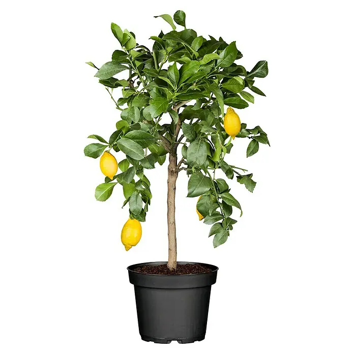 Zitronenbaum - Citrus limon, Topfgröße: 18 cm - Ein Zitronenbaum im Topf mit reifen, gelben Zitronen und grünen Blättern, ideal als Zimmerpflanze oder für den Garten.