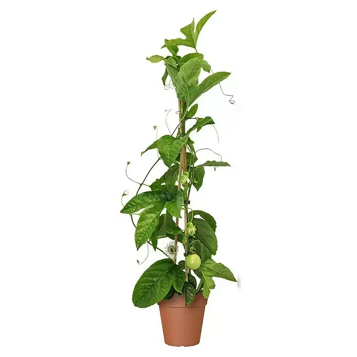 Obstbaum Bio Maracuja - Passiflora edulis, Topfgröße: 19 cm - Topf-Passionsfruchtpflanze mit grünen Blättern, Ranken, Blütenknospe, einer teilweisen Blüte und unreifer Frucht, gestützt von Bambusstäben in einem braunen Topf.