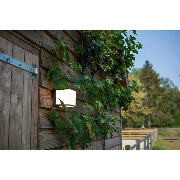 Lutec Doblo Aplique exterior LED Big - 19,1 W, 15 x 15 x 15 cm, Antracita, IP54 - Una lámpara exterior cuadrada montada en una pared de madera, rodeada de vides y emitiendo un brillo cálido y acogedor.