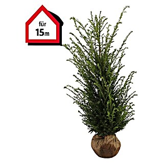 Heimische Eibe (30 Stk., Aktuelle Wuchshöhe: 100 cm - 120 cm)