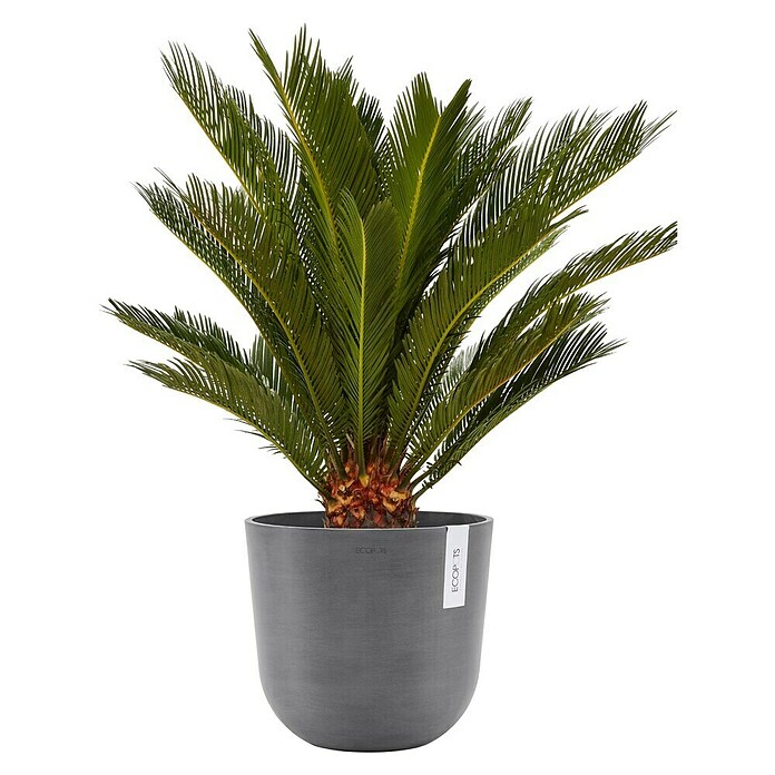 Ecopots Oslo Pflanztopf (Außenmaß (Ø x H): 25 x 21,8 cm, Kunststoff, Grau) | BAUHAUS