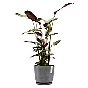 Ecopots Oslo Pflanztopf (Außenmaß (Ø x H): 25 x 21,8 cm, Kunststoff, Grau) | BAUHAUS