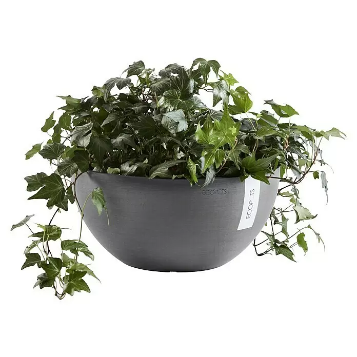 Ecopots Brussels Pflanzschale rund - Außenmaß (Ø x H): 30 x 14,8 cm, Kunststoff, Grau - Grauer, runder ECOPOTS Pflanzkübel mit üppigem Efeu, geprägtem Logo und Etikett.