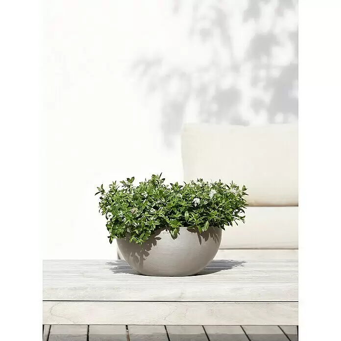 Ecopots Brussels Pflanzschale rund - Außenmaß (Ø x H): 30 x 14,8 cm, Kunststoff, Braungrau - Runde graue Pflanzschale mit grünen Pflanzen und weißen Blüten auf einem hellen Holztisch.