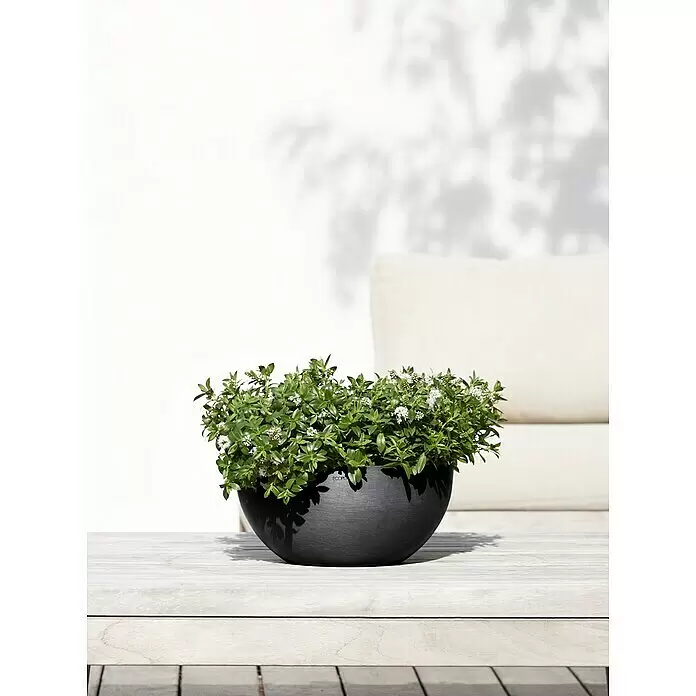 Ecopots Brussels Pflanzschale rund - Außenmaß (Ø x H): 30 x 14,8 cm, Kunststoff, Dunkelgrau - Dunkelgrauer Schalen-Pflanztopf mit Grünpflanze und kleinen weißen Blüten auf einem hellen Holztisch.