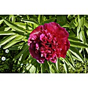 Paeonia lactiflora 19  i.S. gem. mit Kno