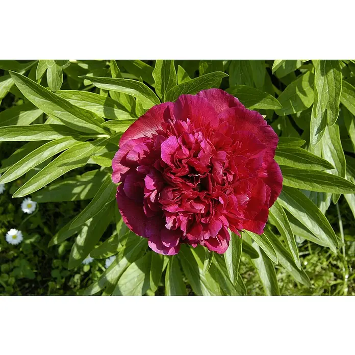 Piardino Pfingstrose - Paeonia lactiflora, Topfgröße: 21 cm, sortenabhängig - Nahaufnahme einer leuchtend roten Pfingstrose inmitten grüner Blätter, die die komplexe Schönheit der Blüte hervorhebt.