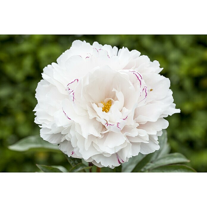 Paeonia lactiflora 19  i.S. gem. mit Kno