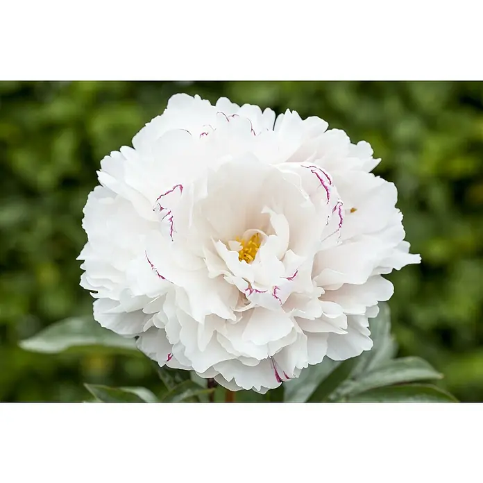 Piardino Pfingstrose - Paeonia lactiflora, Topfgröße: 21 cm, sortenabhängig - Nahaufnahme einer strahlend weißen Pfingstrose mit zarten, pinkfarbenen Rändern vor einem verschwommenen, grünen Hintergrund.