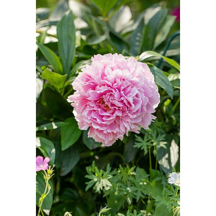 Paeonia lactiflora 19  i.S. gem. mit Kno