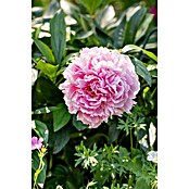 Paeonia lactiflora 19  i.S. gem. mit Kno