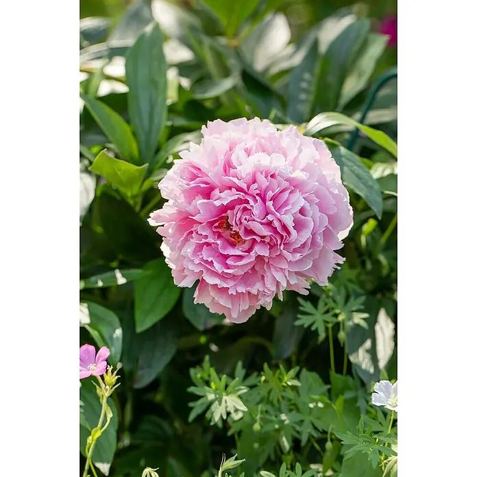 Piardino Pfingstrose - Paeonia lactiflora, Topfgröße: 21 cm, sortenabhängig - Nahaufnahme einer strahlenden, rosa Pfingstrose in voller Blüte, umgeben von üppigem, grünem Blattwerk.