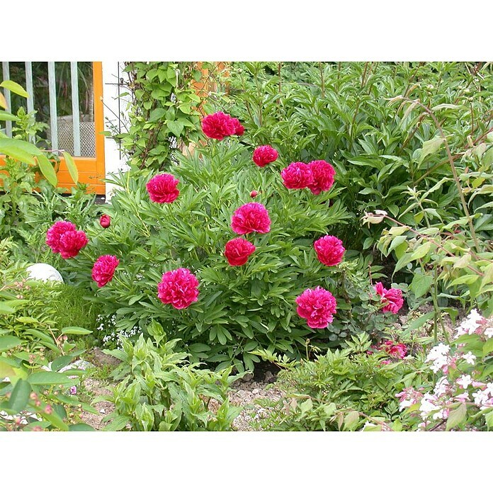 Paeonia lactiflora 19  i.S. gem. mit Kno