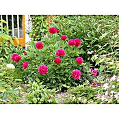 Paeonia lactiflora 19  i.S. gem. mit Kno