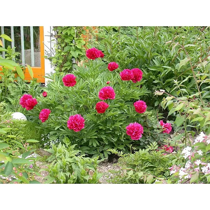 Piardino Pfingstrose - Paeonia lactiflora, Topfgröße: 21 cm, sortenabhängig - Üppiger Garten mit einem blühenden Strauch roter Pfingstrosen, umgeben von grünem Laub und verschiedenen Pflanzen.