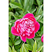 Paeonia lactiflora 19  i.S. gem. mit Kno