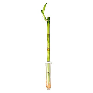 Drácena marginata (Dracaena 'lucky Bamboo', Tamaño de maceta: 11 cm, Verde)