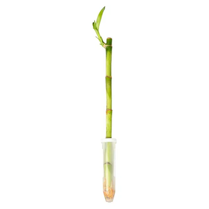 Drácena marginata - Dracaena 'lucky Bamboo', Tamaño de maceta: 11 cm, Verde - Primer plano de un bambú de la suerte en agua formando nuevas hojas y raíces mostrado en un recipiente transparente.