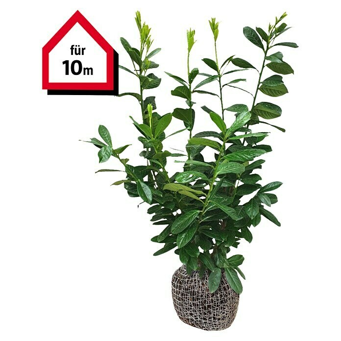 kirschlorbeer hecke preis Kirschlorbeer 'Herbergii' kaufen | Prunus laurocerasus 'Herbergii' main image 0