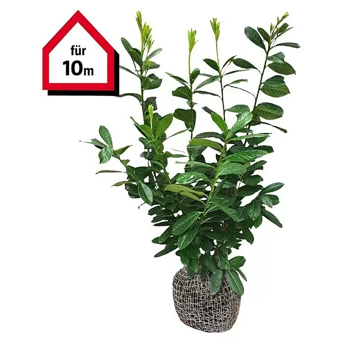 Kirschlorbeer 'Novita'20 Stk., 110 cm - 130 cm, Prunus laurocerasus 'Novita', Ballenware