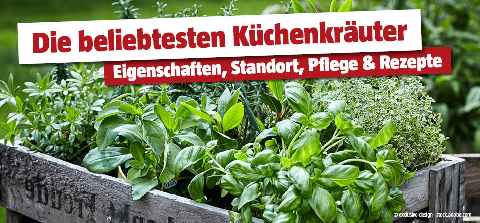 Küchenkräuter