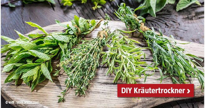 Kräutertrockner bauen