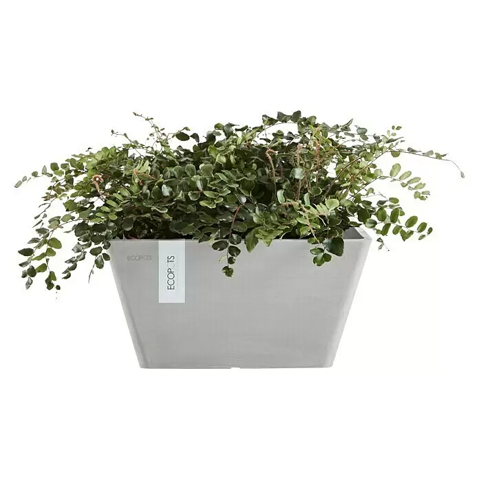 Ecopots Berlin Pflanzschale eckig - Außenmaß (L x B x H): 41 x 41 x 18 cm, Kunststoff, Weiß Grau - Grauer, sich verjüngender Pflanzkübel mit üppiger grüner, kleinblättriger Pflanze.