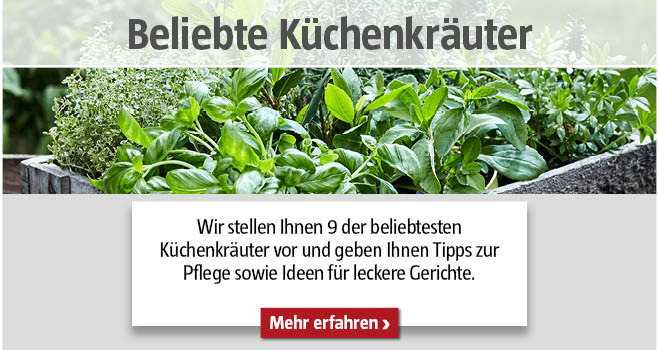 Beliebte Küchenkräuter