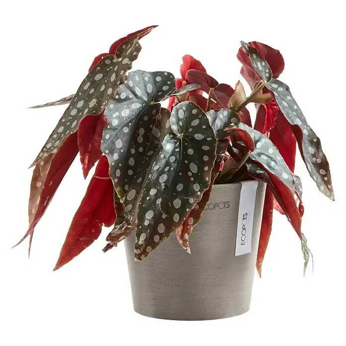 Ecopots Amsterdam Pflanztopf Mini - Außenmaß (Ø x H): 13 x 11,4 cm, Kunststoff, Braungrau - Topf-Begonie Maculata mit dunkelgrünen Blättern, weißen Flecken und roten Unterseiten in einem grauen ECOPOTS Pflanzgefäß.