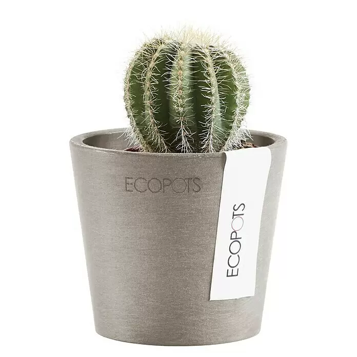 Ecopots Amsterdam Pflanztopf Mini - Außenmaß (Ø x H): 8 x 7 cm, Kunststoff, Braungrau - Ein grüner Kaktus in einem grauen ECOPOTS Pflanztopf mit weißem Etikett.