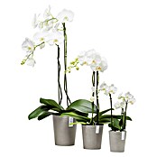 Ecopots Orchideentopf Morinda (Außenmaß (Ø x H): 14,2 x 16 cm, Kunststoff, Braungrau) | BAUHAUS