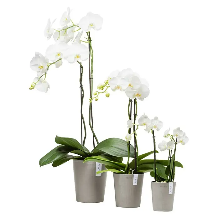 Ecopots Orchideentopf Morinda - Außenmaß (Ø x H): 14 x 15 cm, Kunststoff, Braungrau - Drei weiße Orchideen in grauen Töpfen unterschiedlicher Größe, elegant und minimalistisch, setzen einen stilvollen Akzent.