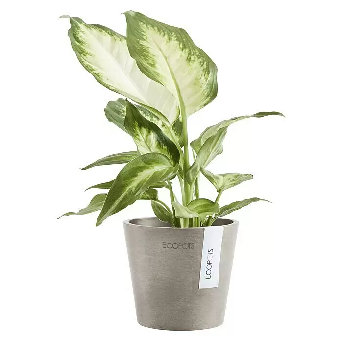Ecopots Amsterdam Pflanztopf Mini - Außenmaß (Ø x H): 10,5 x 9,2 cm, Kunststoff, Braungrau - Variegierte Pflanze in einem runden, texturierten grauen ECOPOTS Pflanzgefäß.