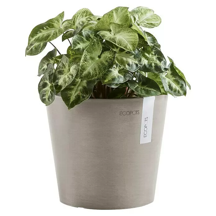 Ecopots Amsterdam Pflanztopf Mini - Außenmaß (Ø x H): 17 x 14,9 cm, Kunststoff, Braungrau - Eine lebendige grün-weiß gefleckte Pflanze in einem hellgrauen ECOPOTS Pflanzgefäß.