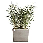 Ecopots Pflanzkasten Paris (Außenmaß (L x B x H): 85,2 x 39,5 x 65,8 cm, Kunststoff, Braungrau, Ausstattung Pflanzgefäß: Rollen) | BAUHAUS