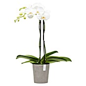 Ecopots Orchideentopf Morinda (Außenmaß (Ø x H): 14,2 x 16 cm, Kunststoff, Braungrau) | BAUHAUS