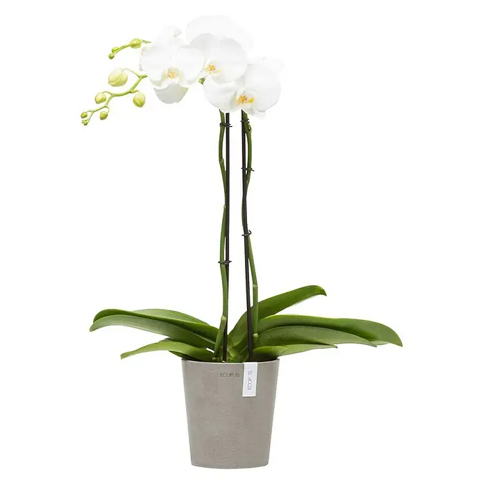 Ecopots Orchideentopf Morinda - Außenmaß (Ø x H): 14 x 15 cm, Kunststoff, Braungrau - Nahaufnahme einer Topfpflanze mit weißen Orchideenblüten und grünen Blättern in einem grauen Topf. Schlicht und elegant.