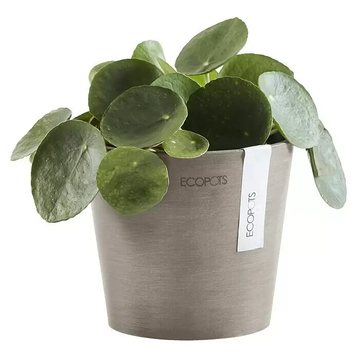 Ecopots Amsterdam Pflanztopf Mini - Außenmaß (Ø x H): 13 x 11,4 cm, Kunststoff, Braungrau - Grüne Pilea-Pflanze in einem runden grauen ECOPOTS-Pflanzgefäß mit Etikett.