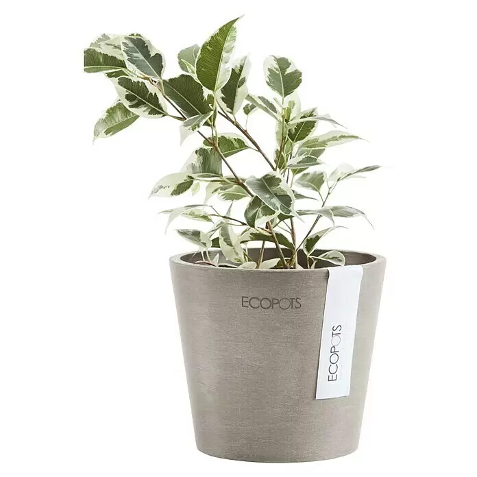 Ecopots Amsterdam Pflanztopf Mini - Außenmaß (Ø x H): 10,5 x 9,2 cm, Kunststoff, Braungrau - Eine grün-weiß panaschierte Pflanze in einem grauen, runden ECOPOTS Übertopf mit Markenetikett.