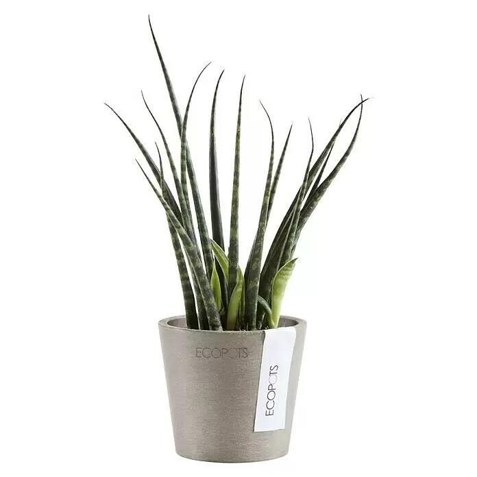 Ecopots Amsterdam Pflanztopf Mini - Außenmaß (Ø x H): 8 x 7 cm, Kunststoff, Braungrau - Getopfte Sansevieria Cylindrica mit hohen, gestreiften Blättern in einem texturierten grauen ECOPOTS Pflanzgefäß.