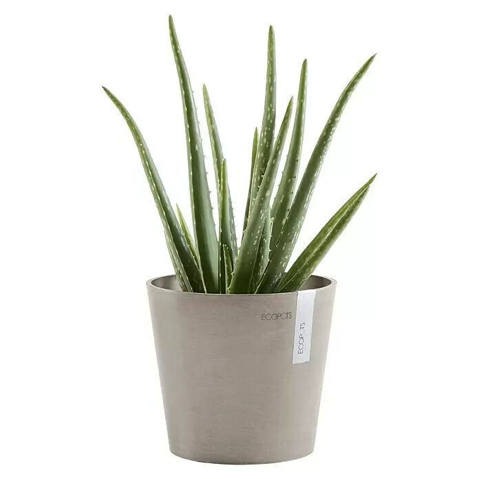 Ecopots Amsterdam Pflanztopf Mini - Außenmaß (Ø x H): 17 x 14,9 cm, Kunststoff, Braungrau - Grüne Aloe Vera Sukkulente in einem grauen Topf mit 'ECOPOTS'-Etikett.