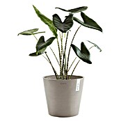 Ecopots Amsterdam Pflanzkübel rund (Außenmaß (Ø x H): 40 x 34,8 cm, Kunststoff, Braungrau, Mit Bewässerungssystem) | BAUHAUS