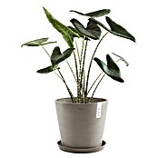Ecopots Amsterdam Pflanzkübel rund (Außenmaß (Ø x H): 40 x 34,8 cm, Kunststoff, Braungrau, Mit Bewässerungssystem) | BAUHAUS