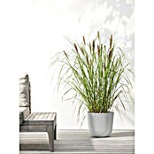 Ecopots Oslo Pflanztopf mit Wasserspeicher (Außenmaß (Ø x H): 25 x 21,4 cm, Kunststoff, Weißgrau) | BAUHAUS