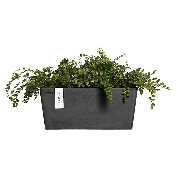 Ecopots Wand-Pflanzkasten Manhattan Wall - Außenmaß (L x B x H): 35 x 17,2 x 15 cm, Kunststoff, Dunkelgrau, Rechteckig - Dunkelgrauer rechteckiger ECOPOTS Pflanzkübel mit üppigem Grün.