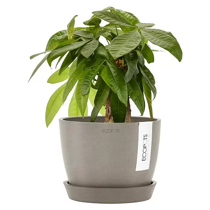 Ecopots Pflanztopf Stockholm - Außenmaß (Ø x H): 16,2 x 12 cm, Kunststoff, Braungrau - Grüne Pflanze im grauen ECOPOTS Pflanztopf mit Untersetzer.