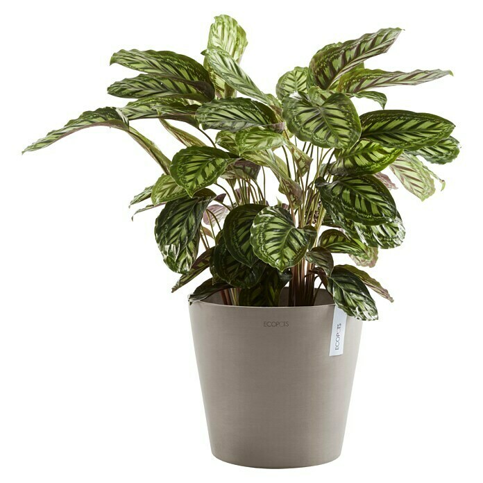 Ecopots Amsterdam Pflanzkübel rund (Außenmaß (Ø x H): 30 x 25,9 cm, Kunststoff, Braungrau, Mit Bewässerungssystem) | BAUHAUS