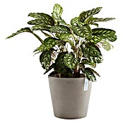 Ecopots Amsterdam Pflanzkübel rund (Außenmaß (Ø x H): 30 x 25,9 cm, Kunststoff, Braungrau, Mit Bewässerungssystem) | BAUHAUS